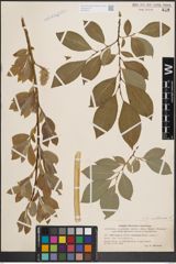 Foto von Salix coaetanea (Hartm.) Flod.